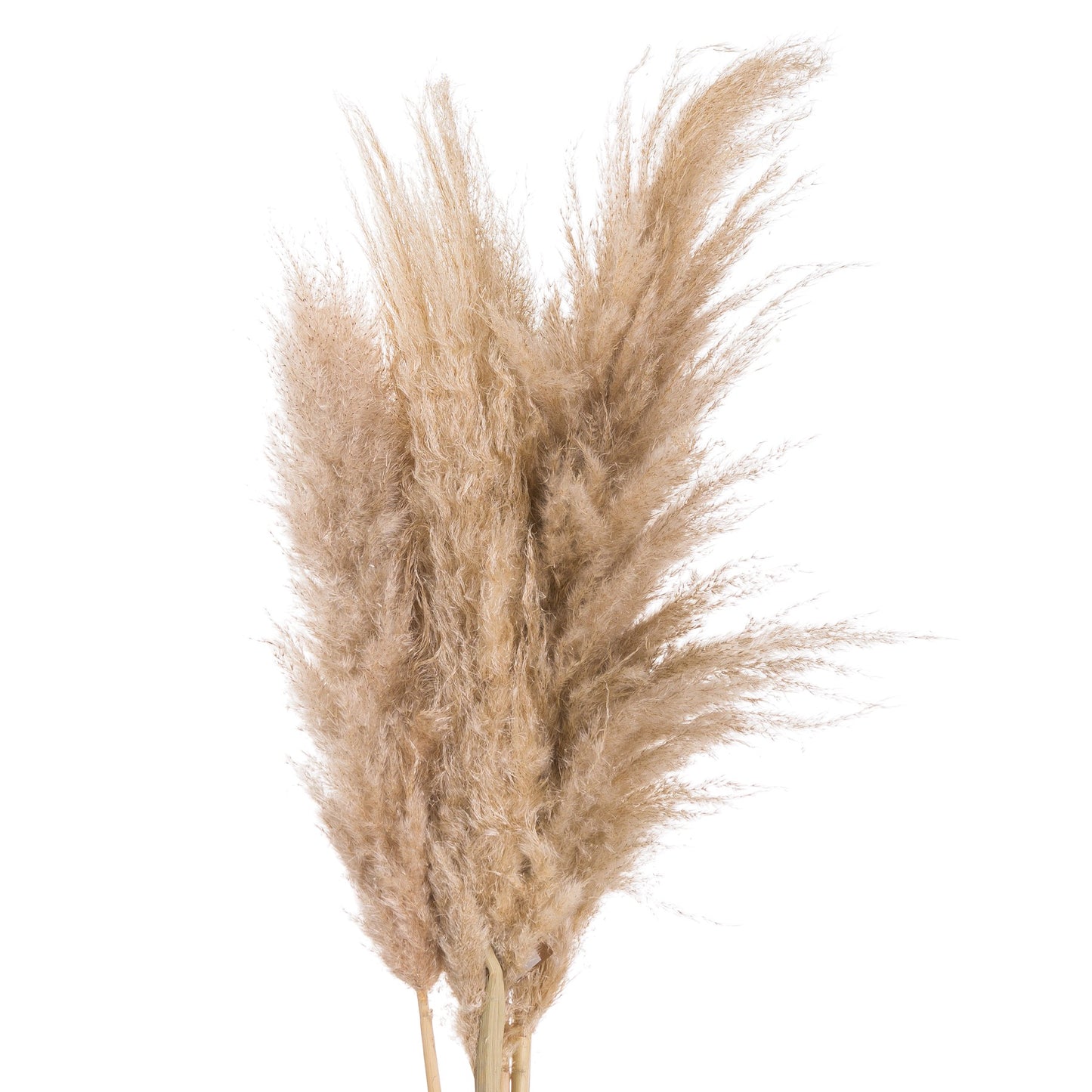 Butter Pampas Grass - HomenestUK