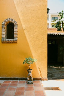 a potted plant sitting on the side of a yellow building