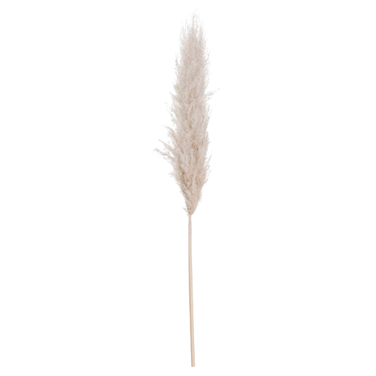 Cream Pampas grass - HomenestUK