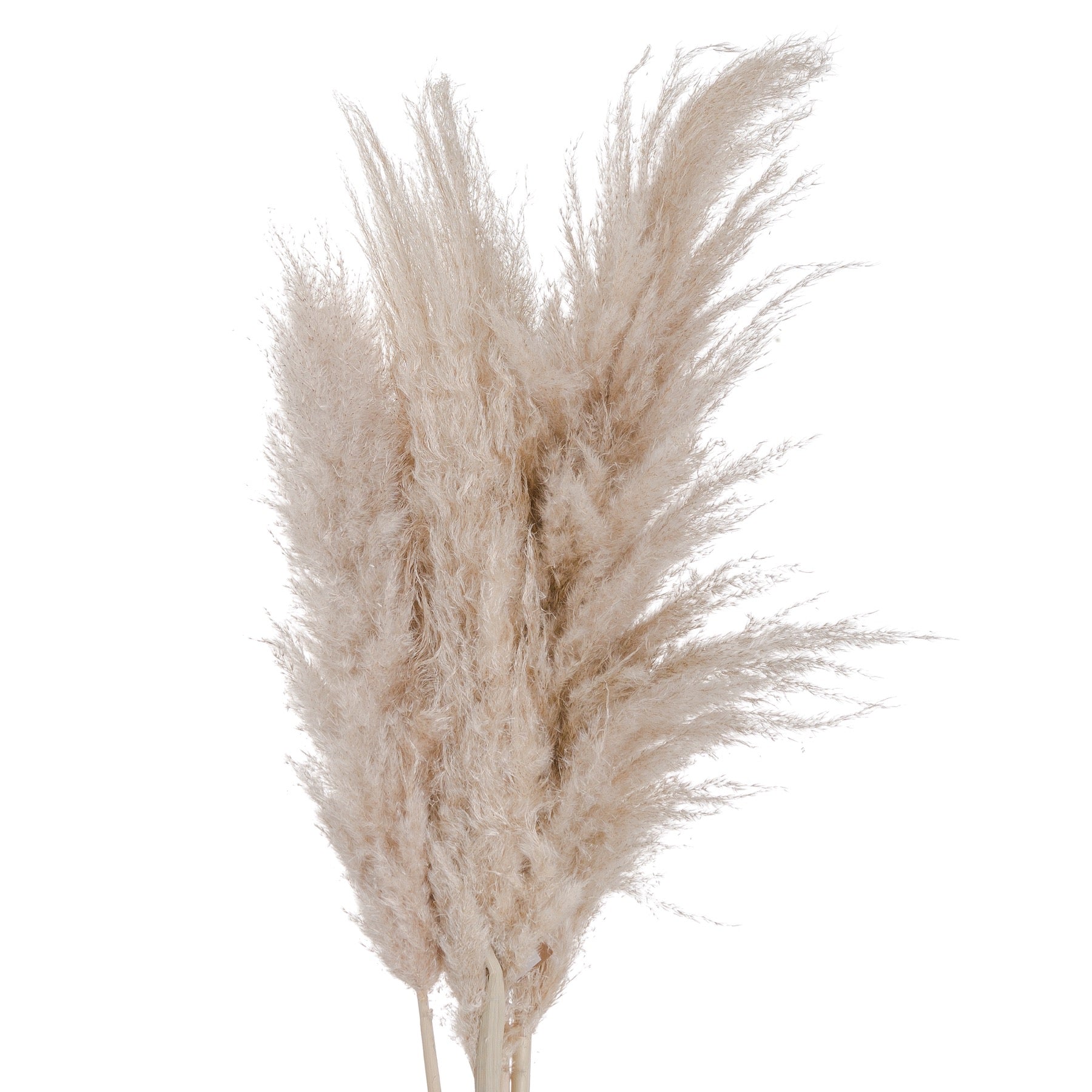 Cream Pampas grass - HomenestUK