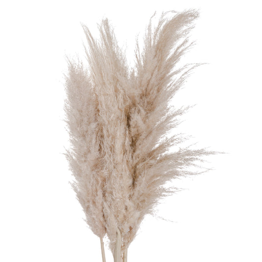 Cream Pampas grass - HomenestUK