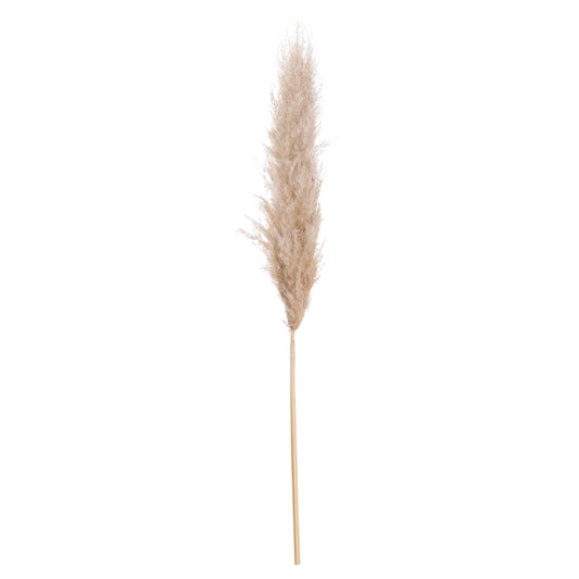 Butter Pampas Grass - HomenestUK