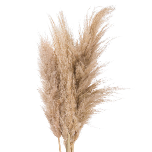 Butter Pampas Grass - HomenestUK
